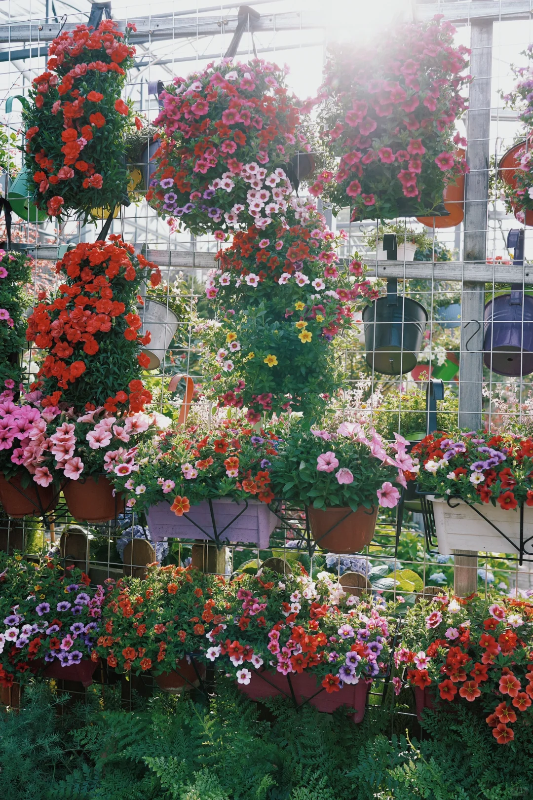 ?合肥的花市已经美到下一个level了！