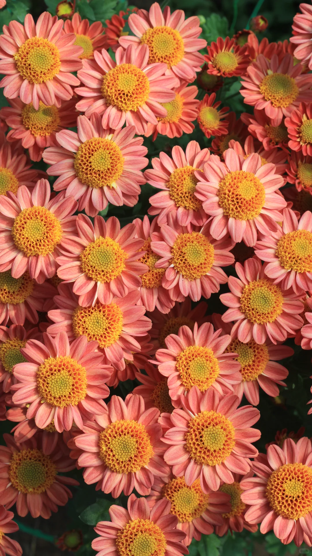 没时间，先发一个品种吧