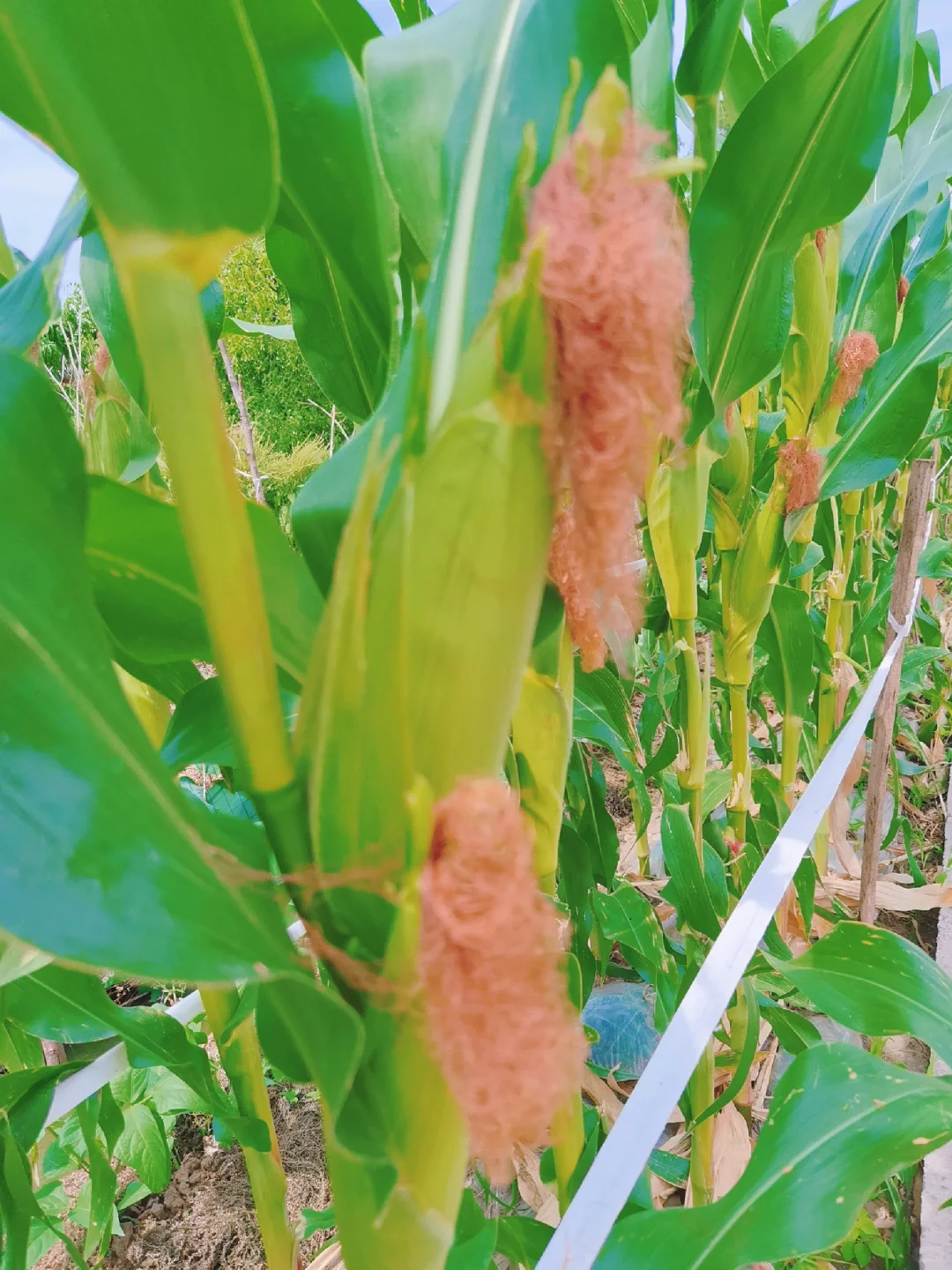 蔬菜品种合集???????