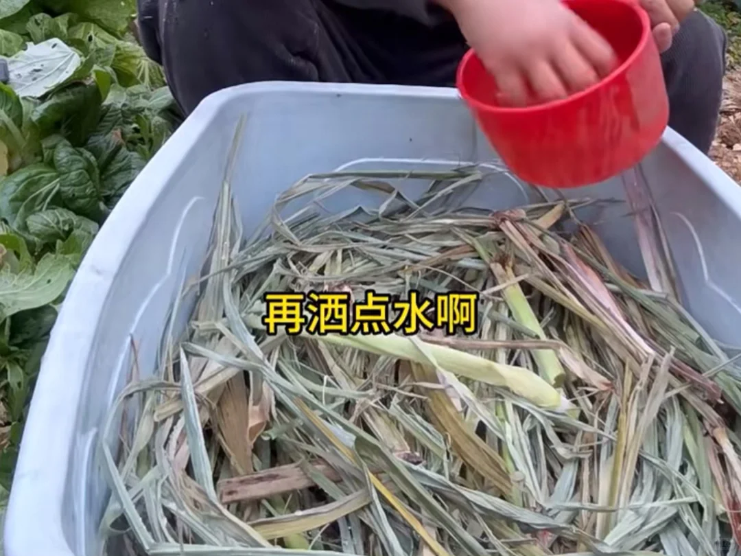 学习种植，存放甘蔗苗