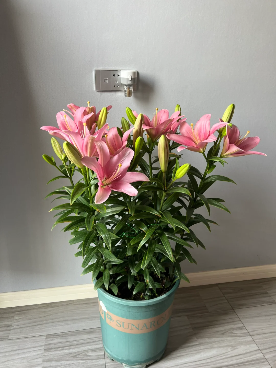 你们的百合开花了吗？