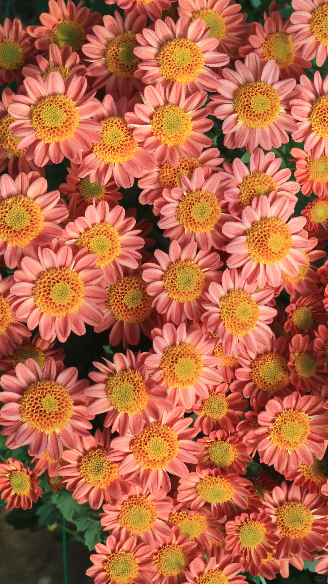 没时间，先发一个品种吧