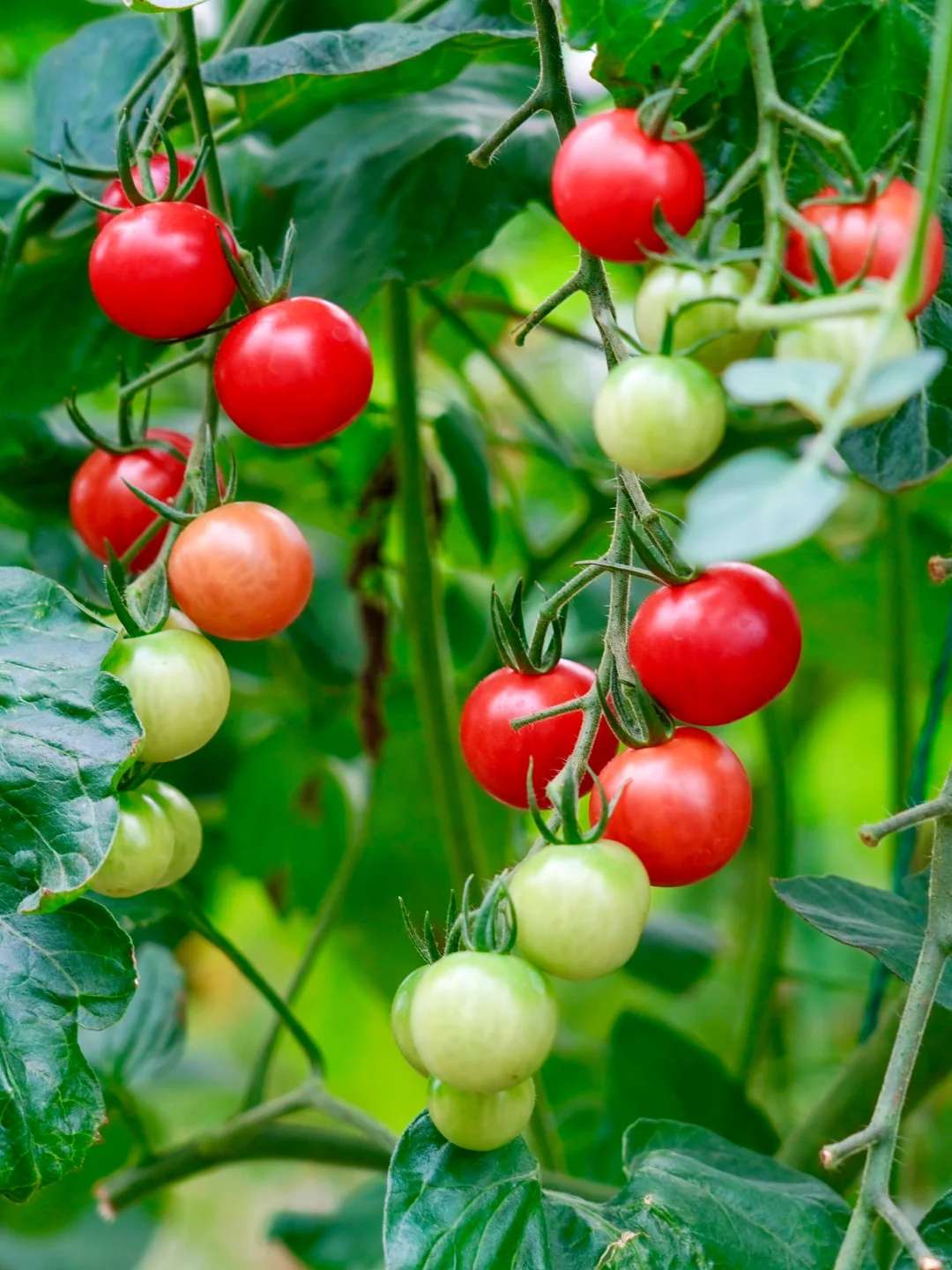 田园夏趣?乌村，让夏天的记忆不只有冰淇淋