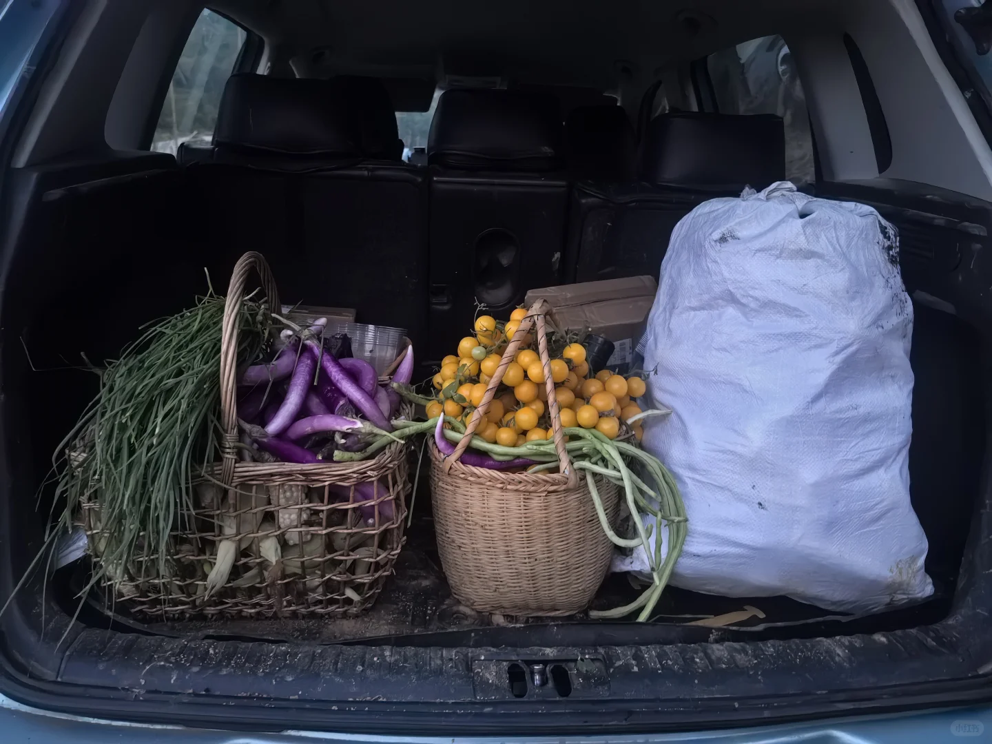 春播最后一批西红柿，明天开始整地迎接秋播