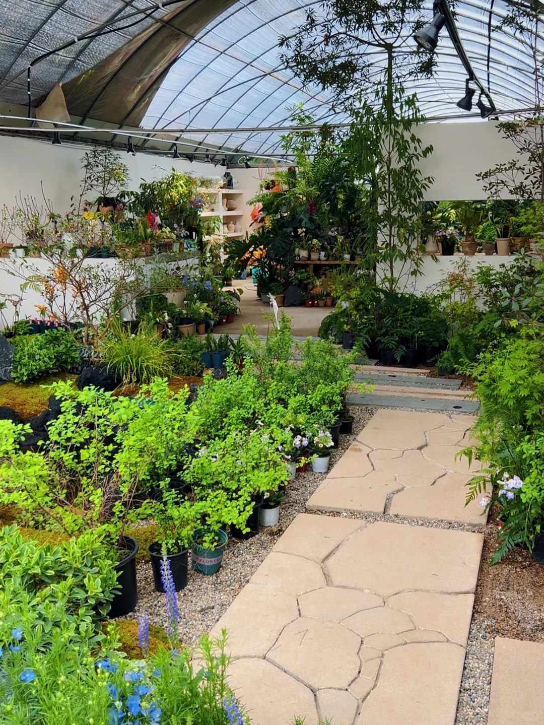 洛阳｜你不知道的买花地儿！(2025 最新实探)