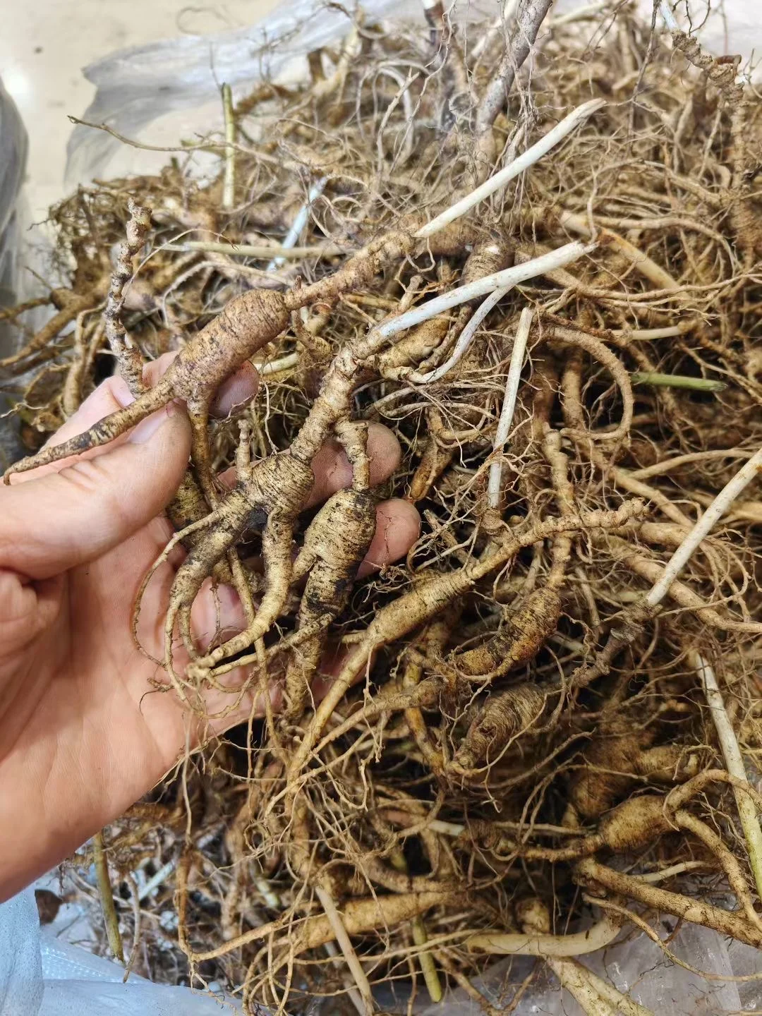 22年的林下籽小货，