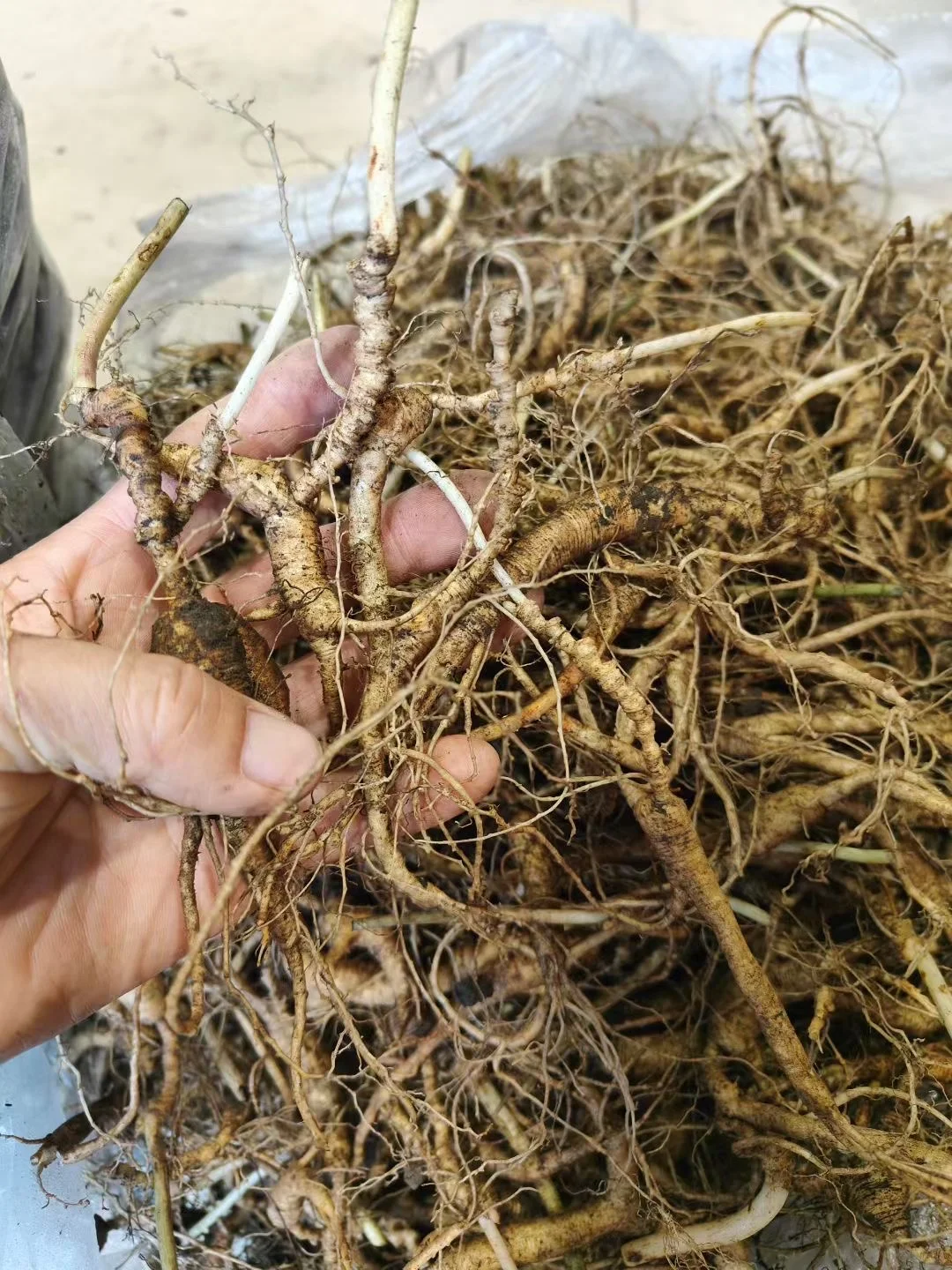 22年的林下籽小货，