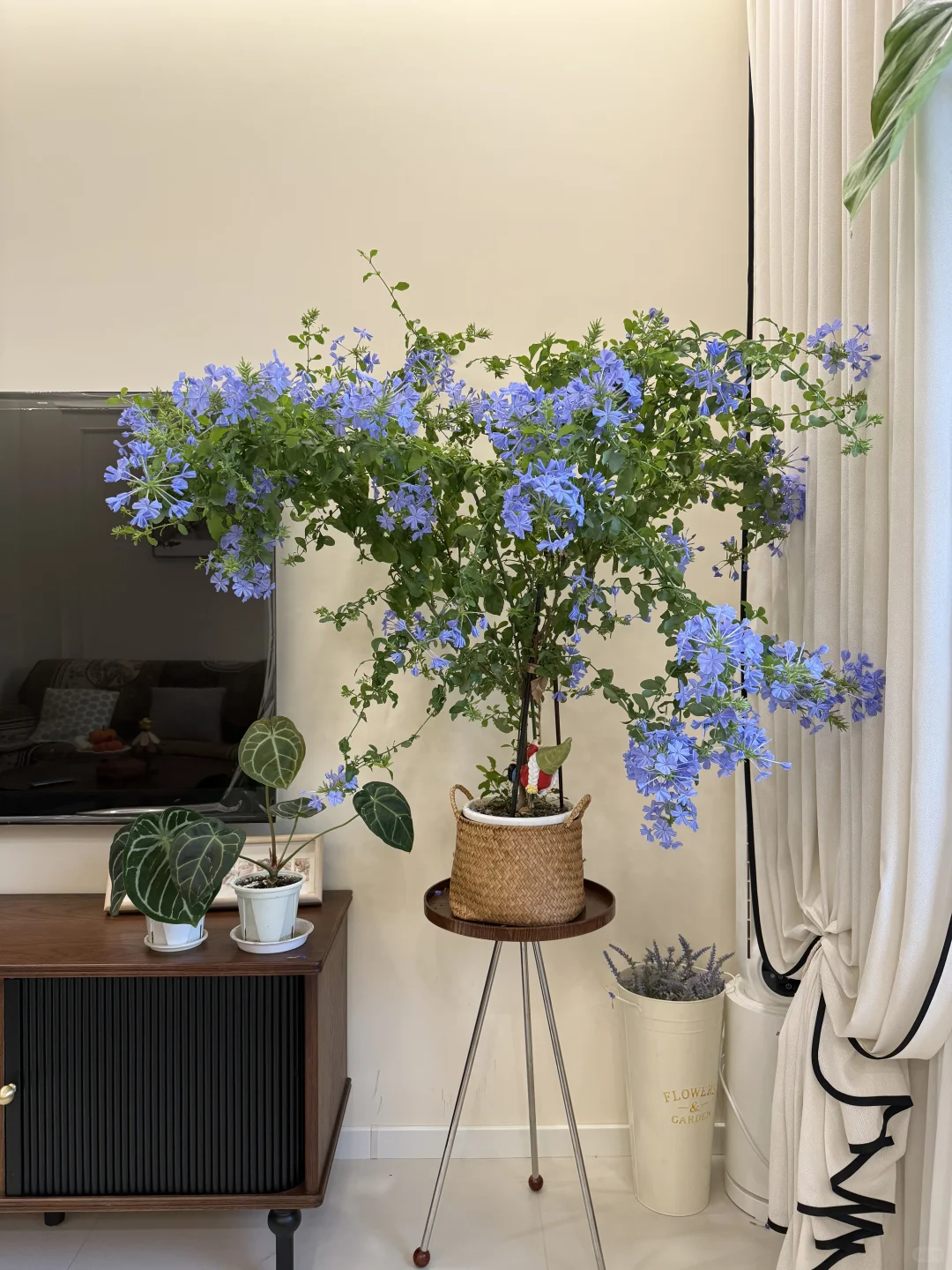 你离一盆爆盆的蓝雪花只有一步之遥