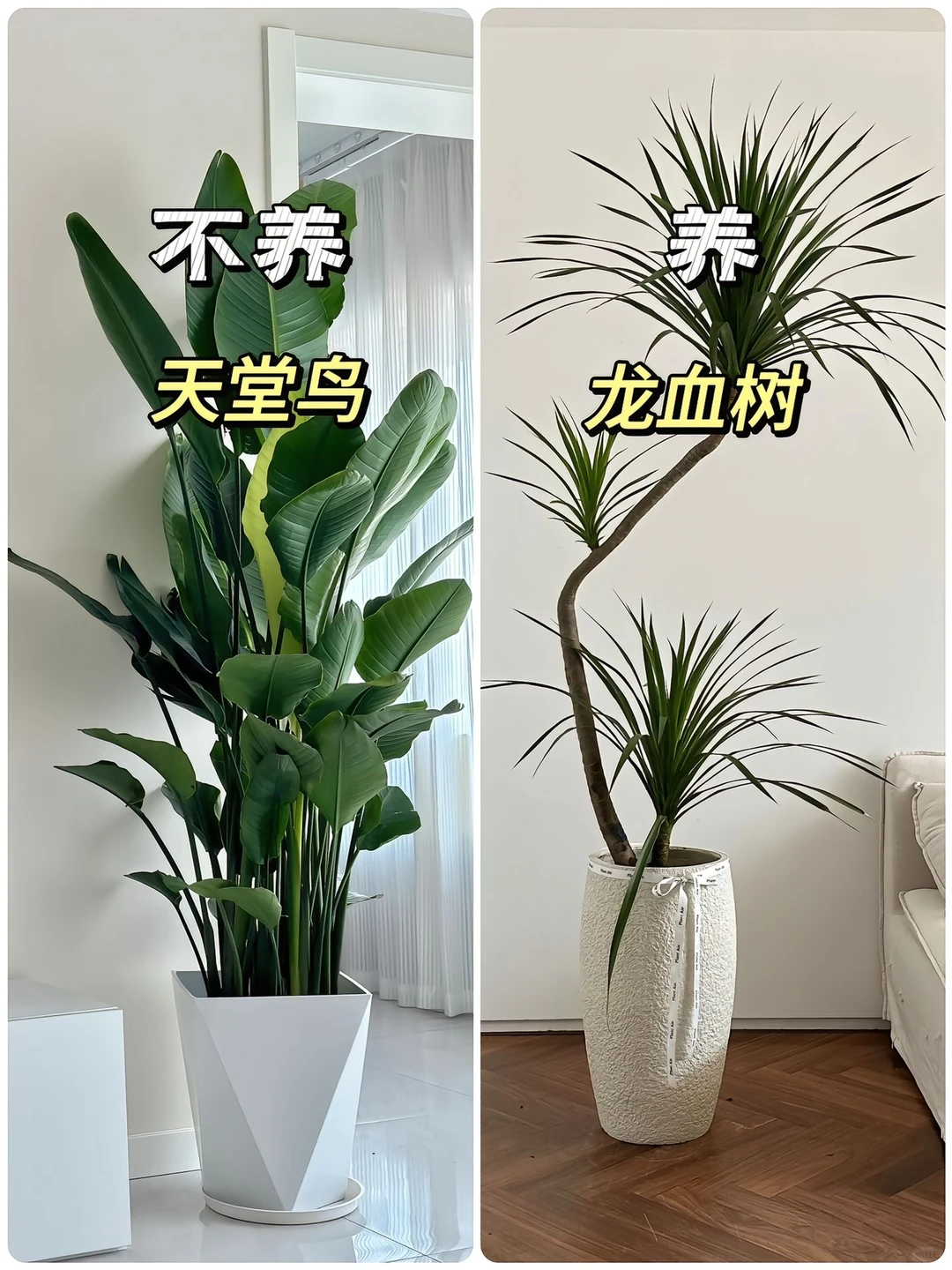 适合懒人养的高颜值绿植?！