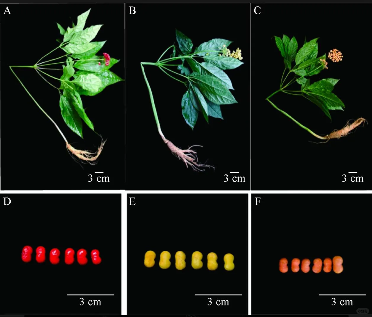 人参育种的“时间革命”！从30年到6年
