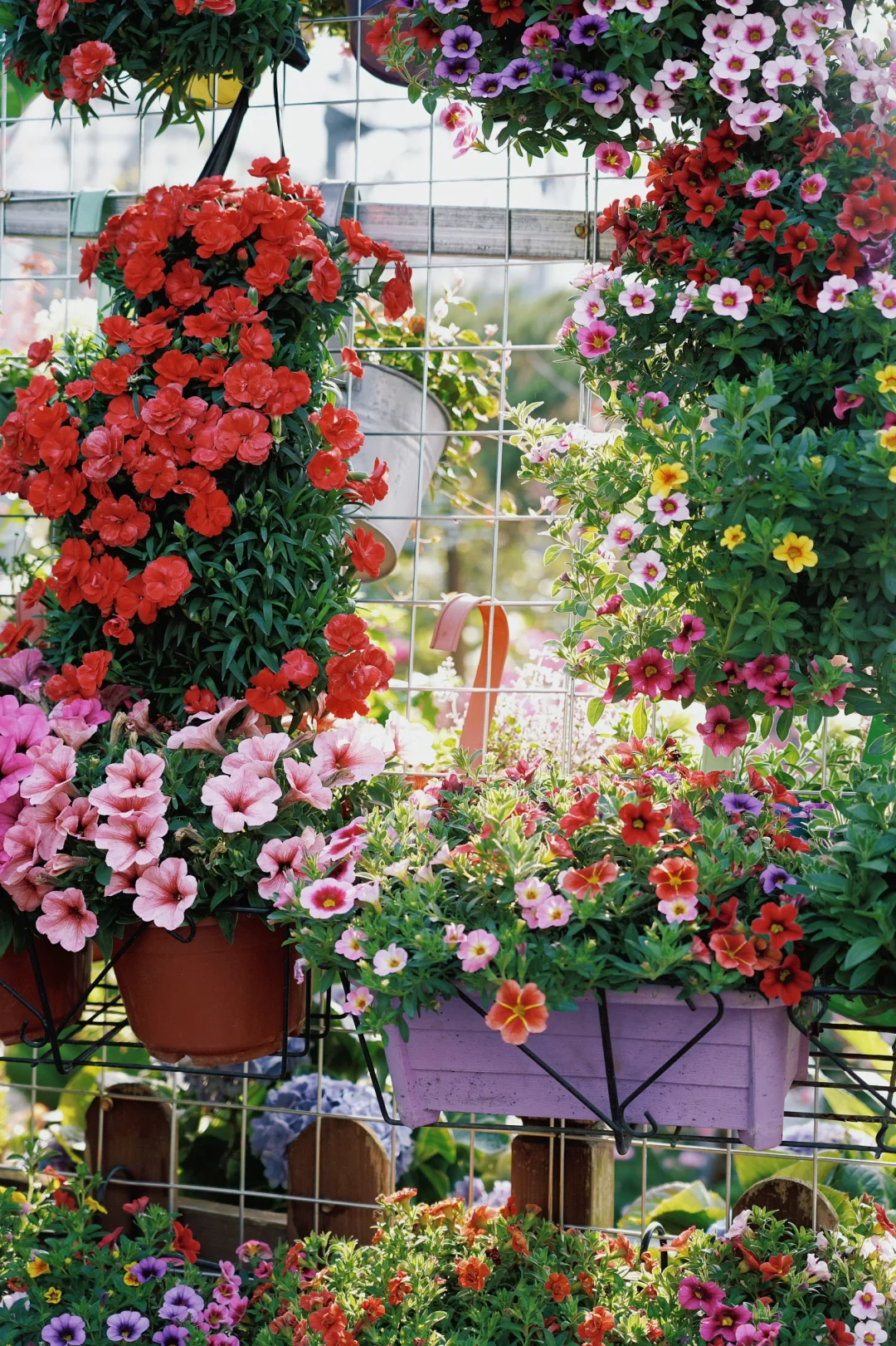 ?合肥的花市已经美到下一个level了！