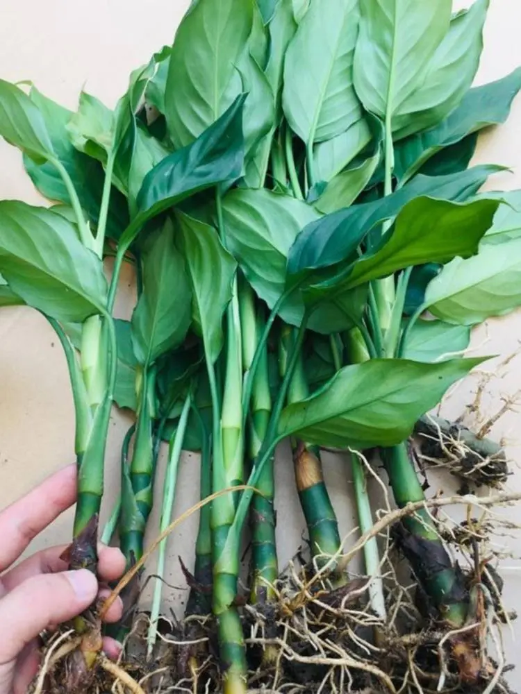 万年青盆栽?养不死的大型客厅绿植