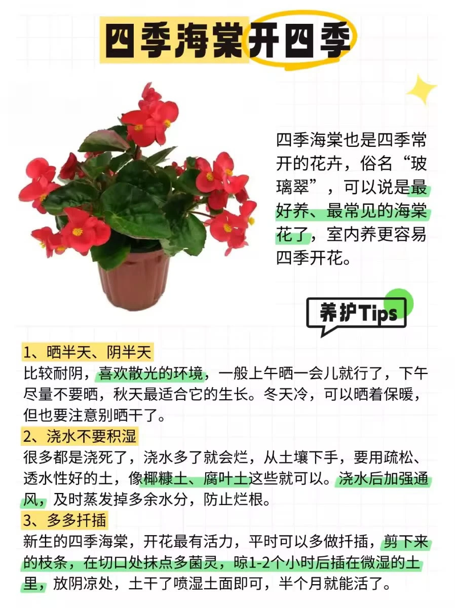 ?12种全年开花植物，懒人来挑战