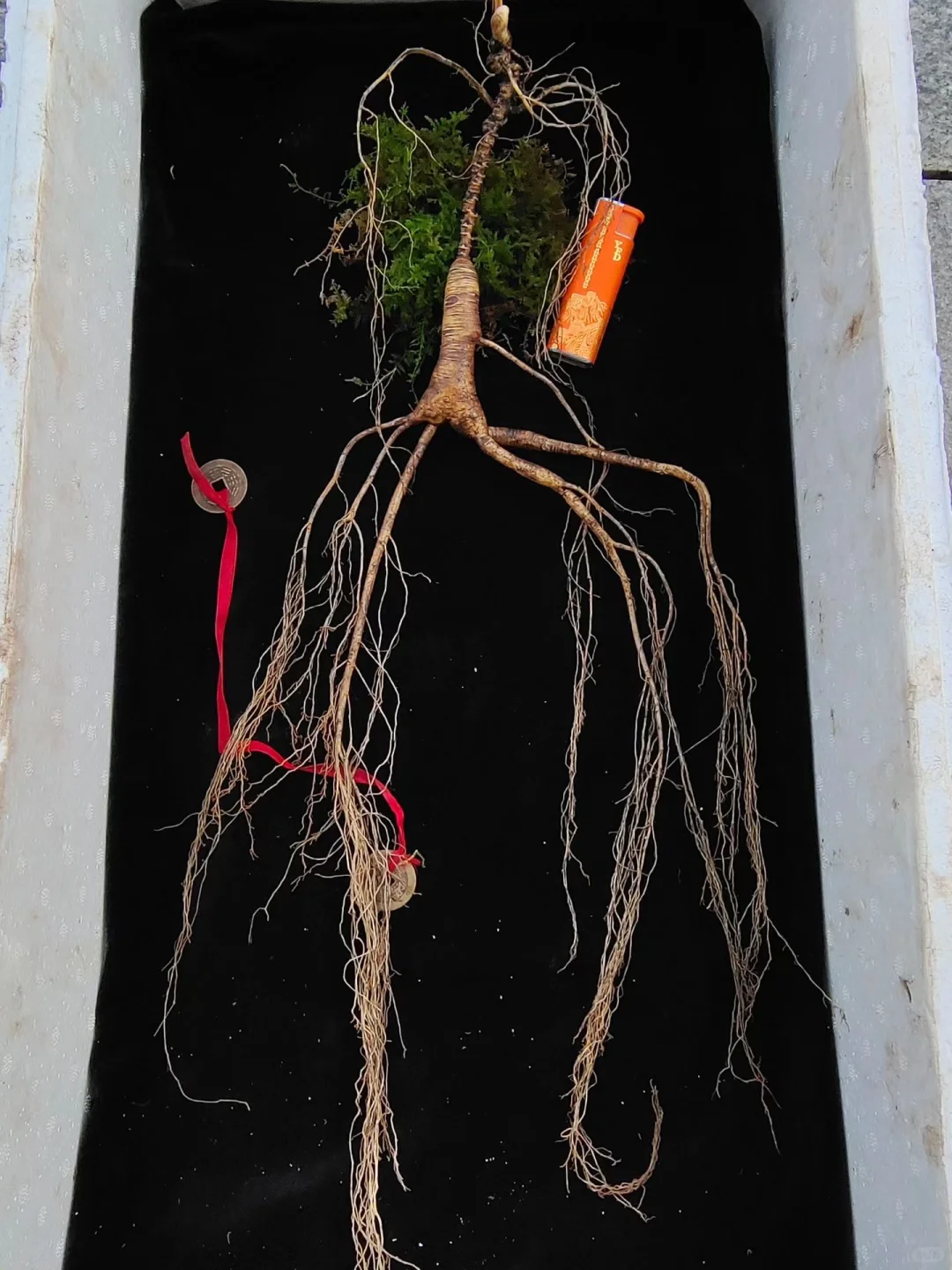 今日份野山参：野山参卢头长，属于上等精品