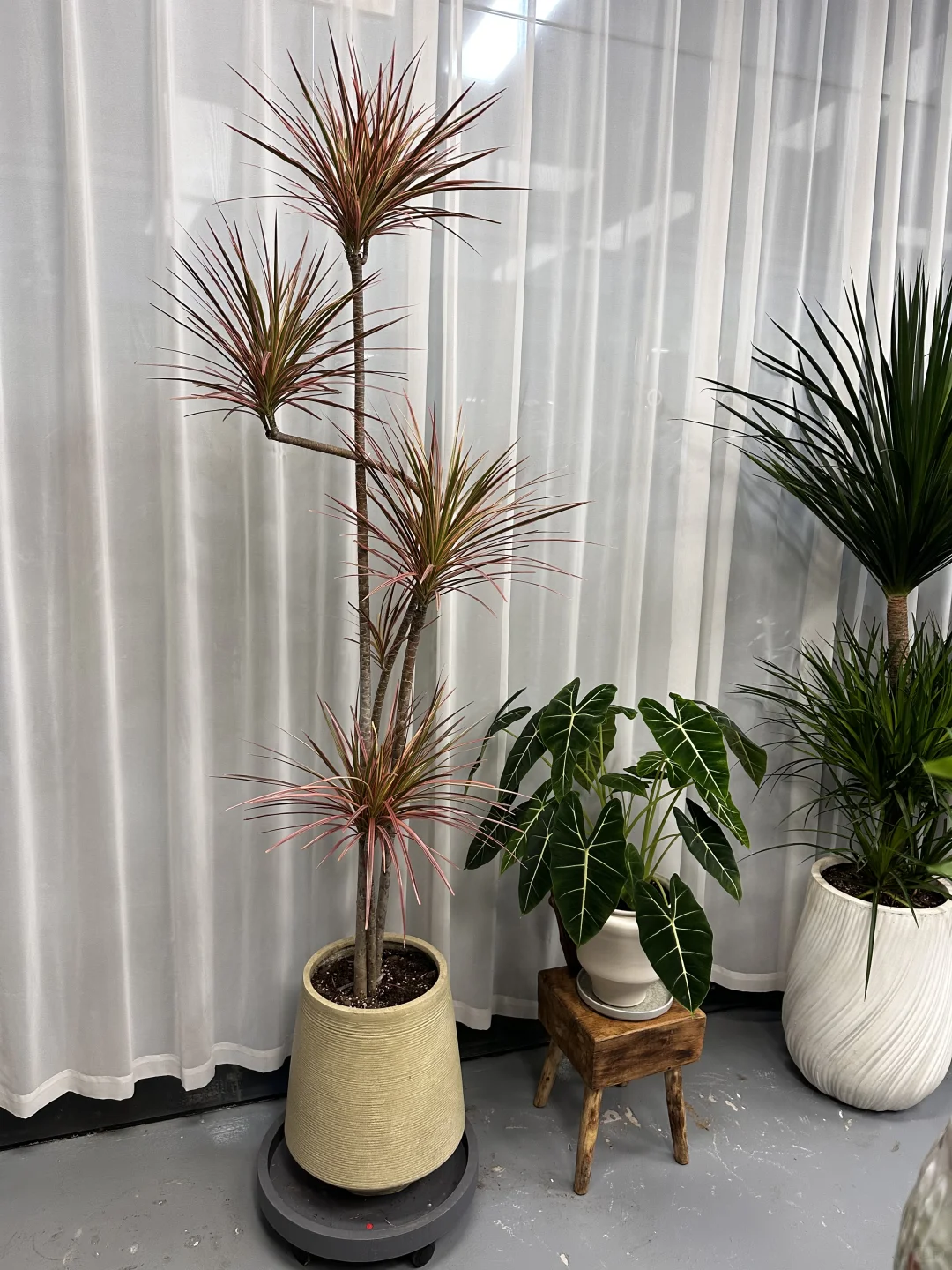 想看看你们的绿植！