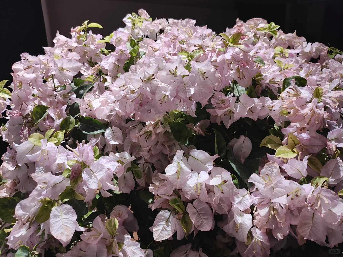 20万人看的三角梅到家第七天，坚持住啊宝子