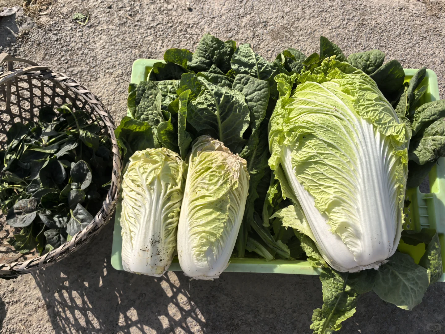 菜地种植的图片随时更新1.2