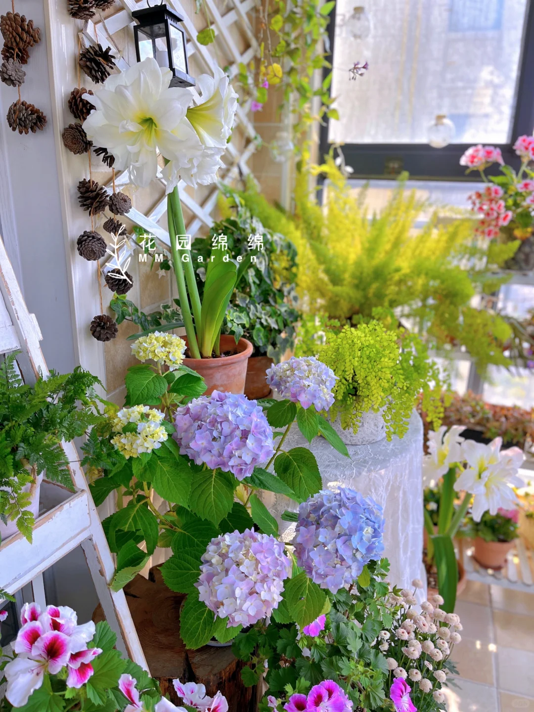 养花不晒花，等于白养花～?‍♀️??‍??