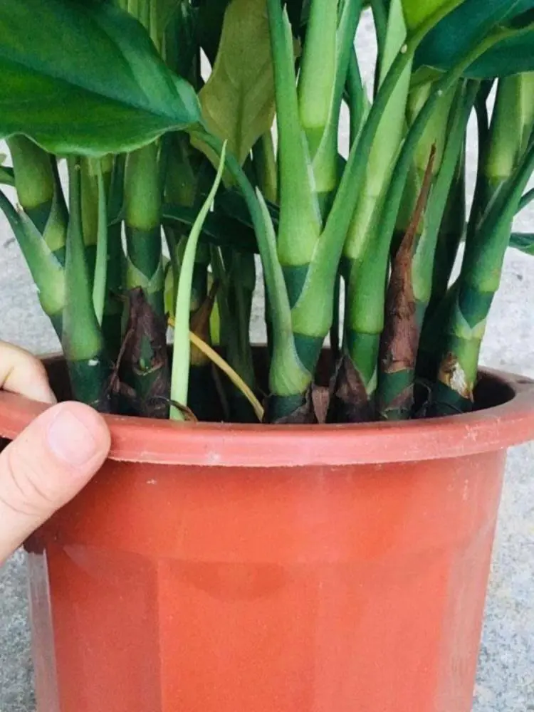 万年青盆栽?养不死的大型客厅绿植