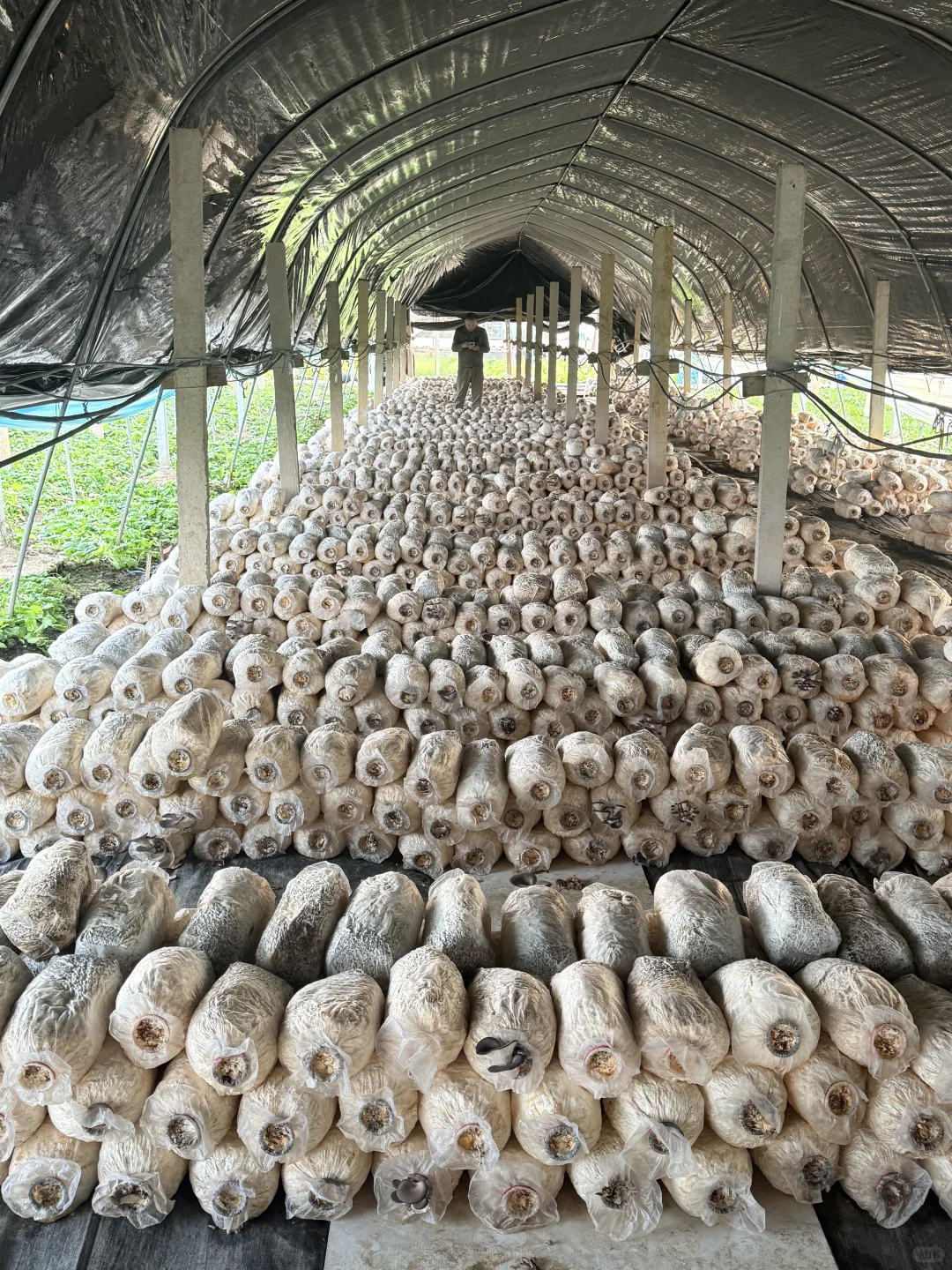 合肥亲子｜摘蘑菇?蔬菜?火龙果?