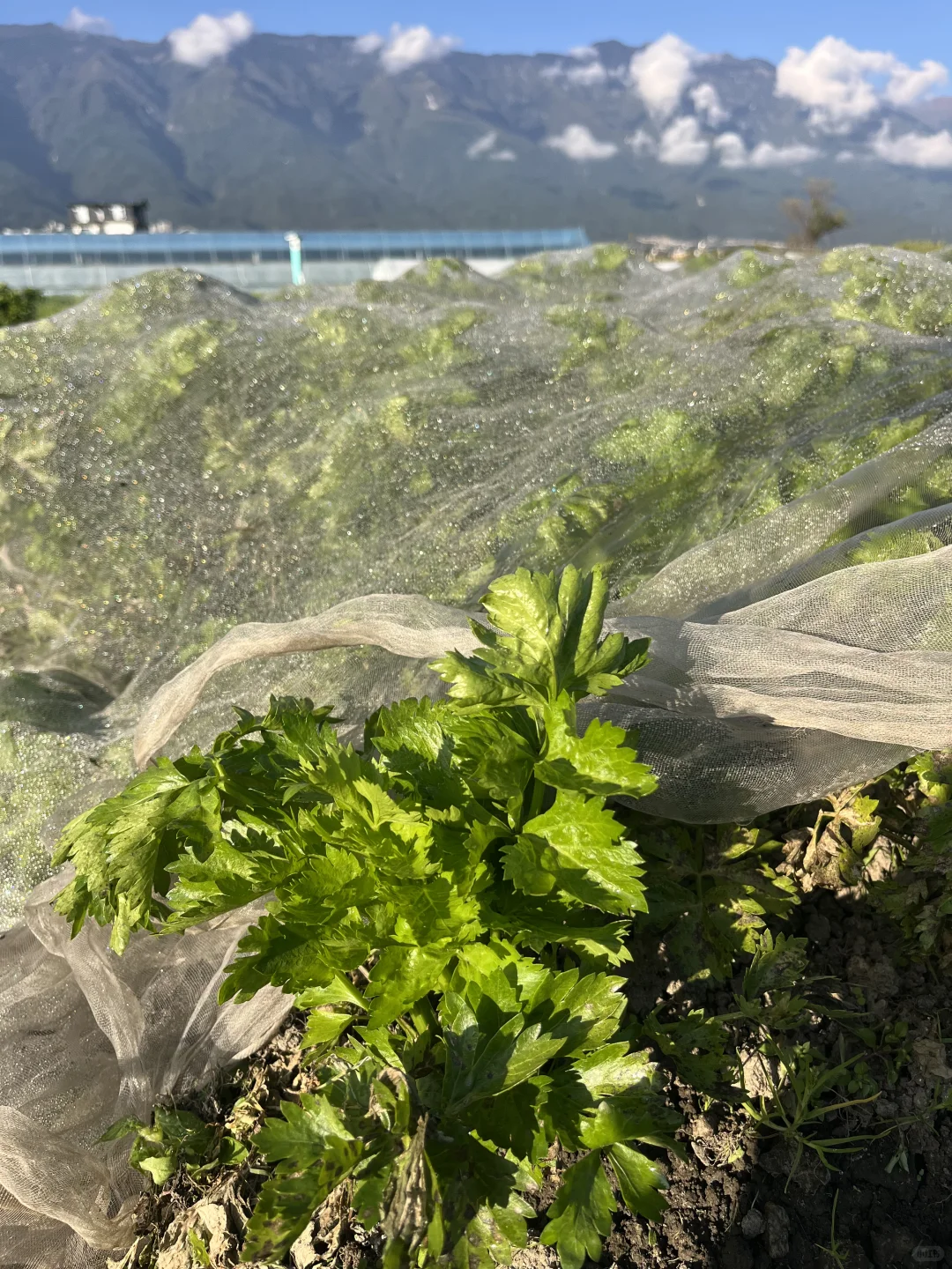 大理的冬天，挖到了「矮墩墩」的西芹??