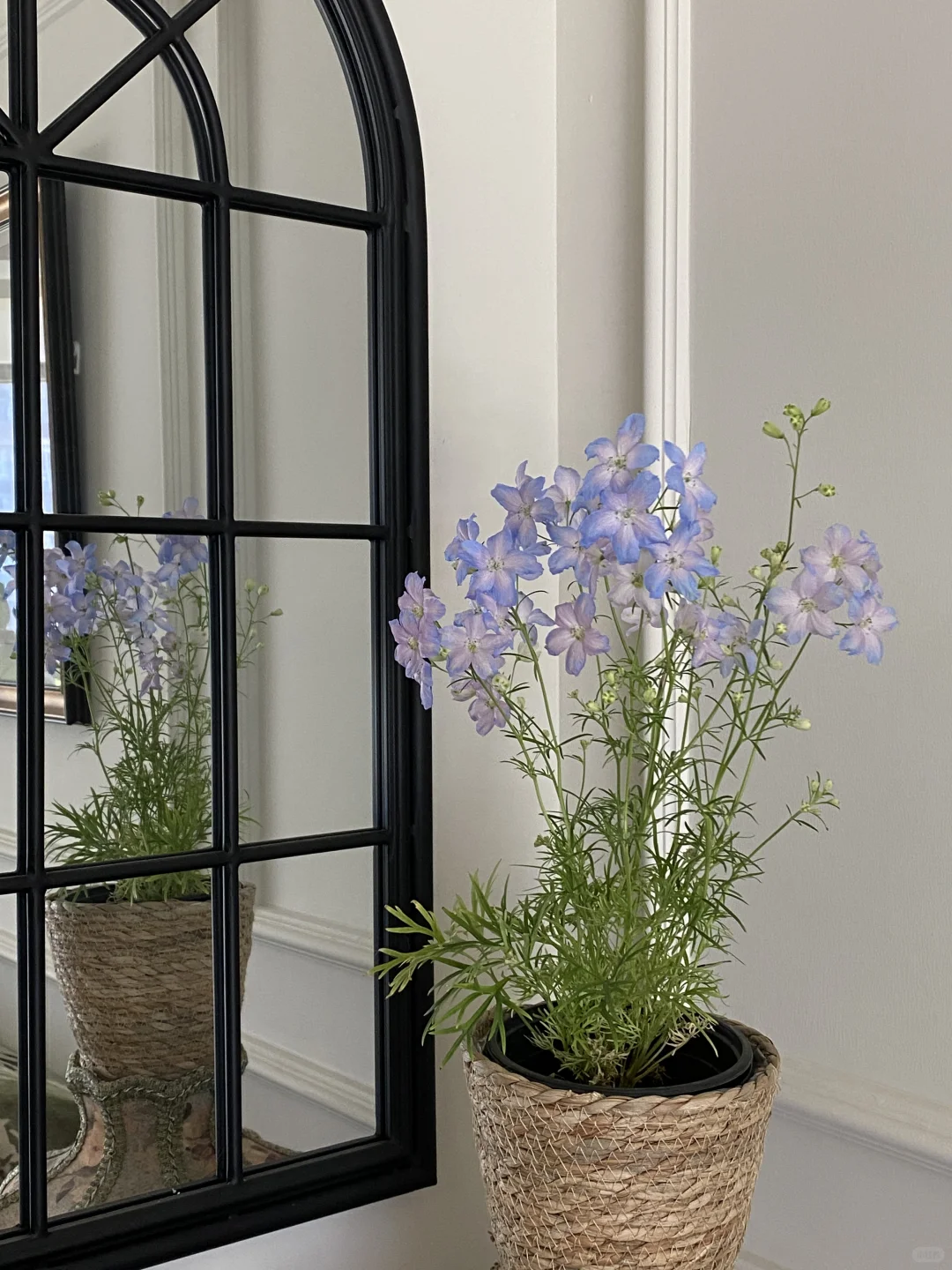 向大家强烈安利小花飞燕草！！这也太梦幻了！