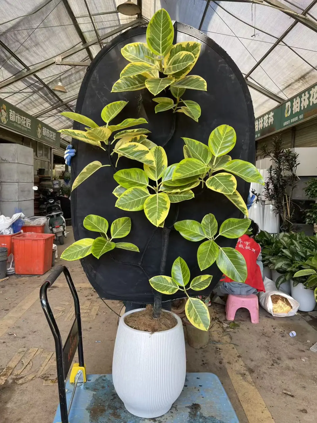 深圳绿植租赁批发，香港?配送