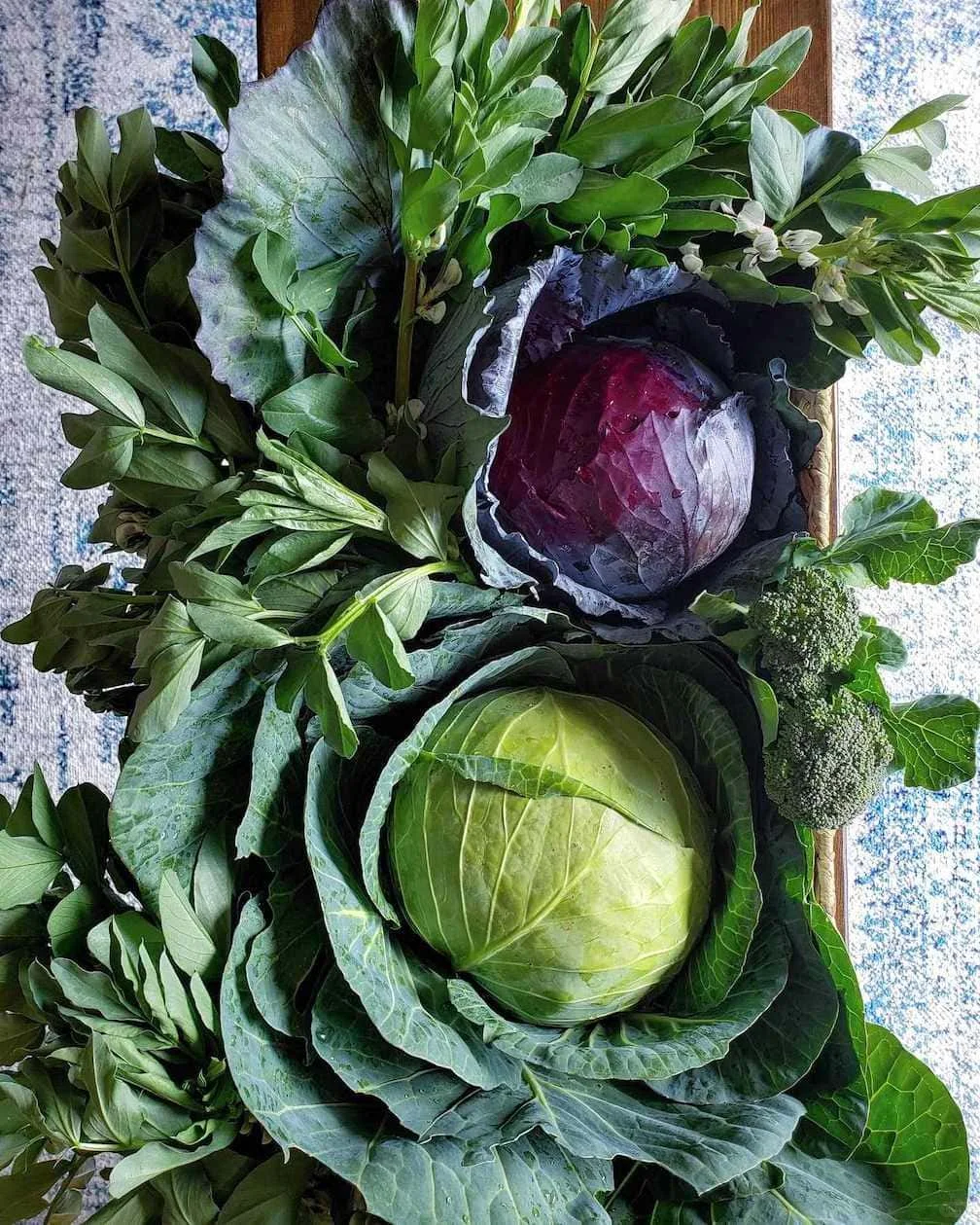 我们种植了什么：2024年秋冬花园