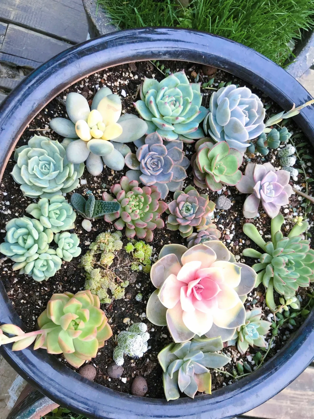 谁懂养花人的快乐?