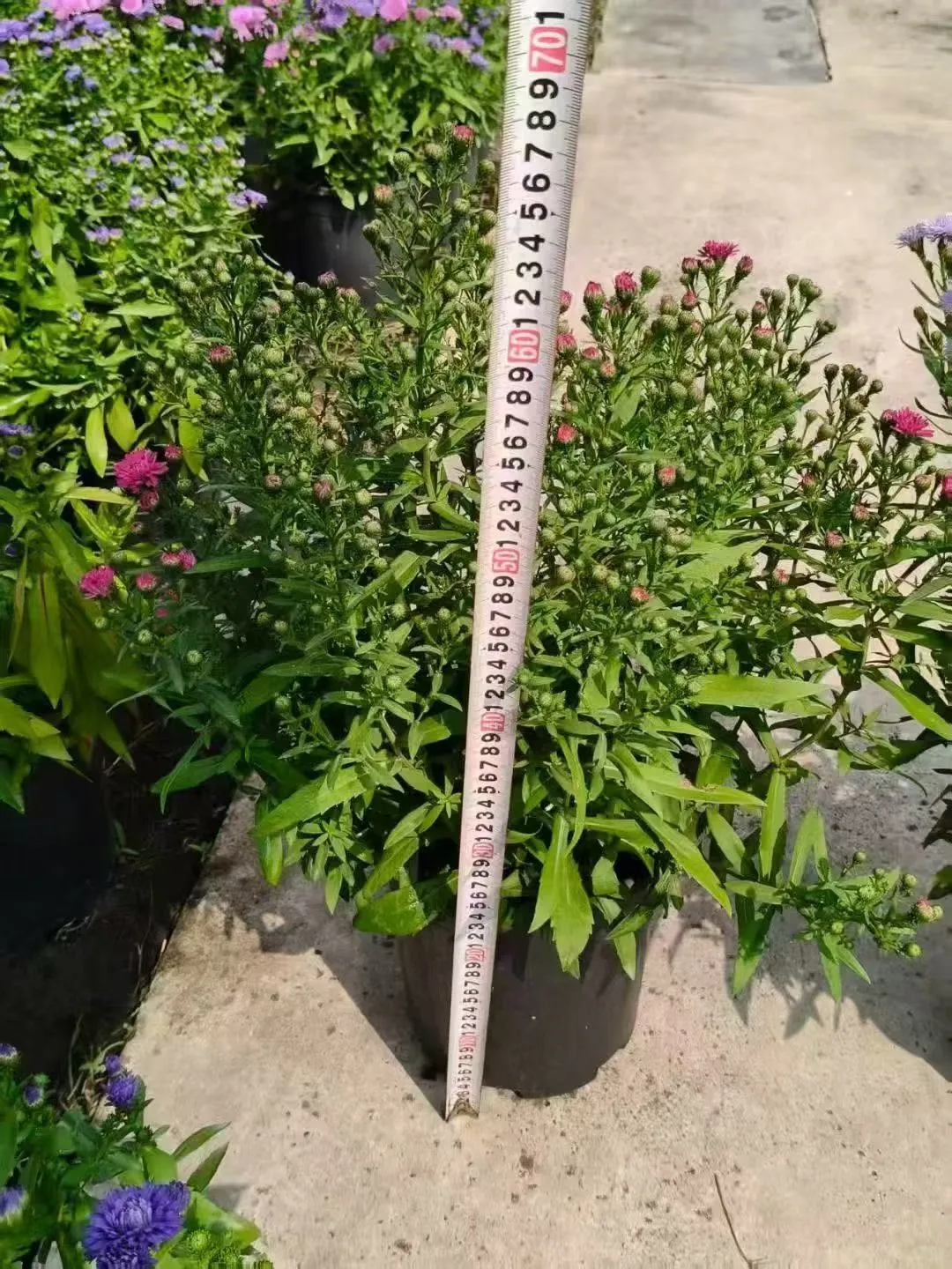 【苗木～紫菀】