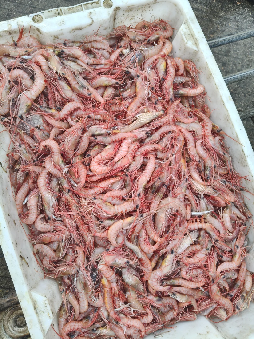 陵水本地人狂推❗️免费带买海鲜+自家加工