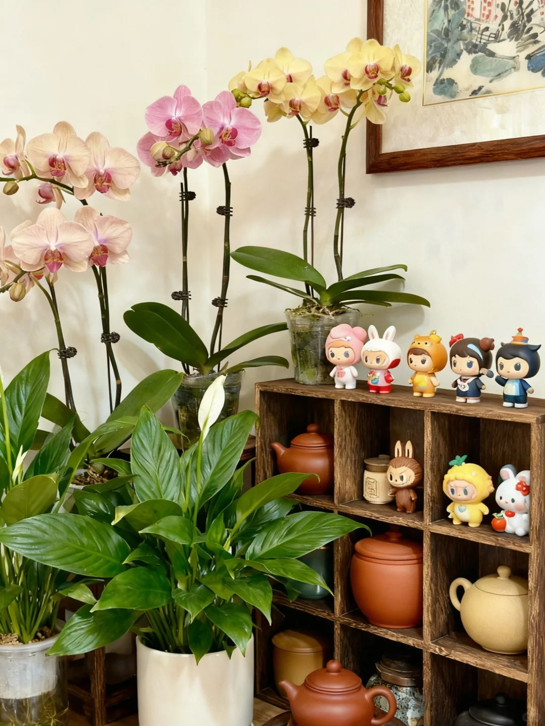 秋冬室内花卉王者｜蝴蝶兰才是懒人本命植物