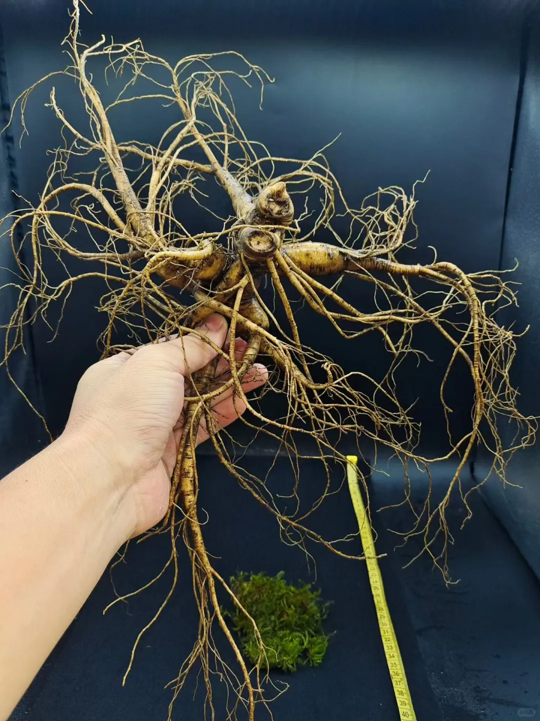 【双芦精品大货】