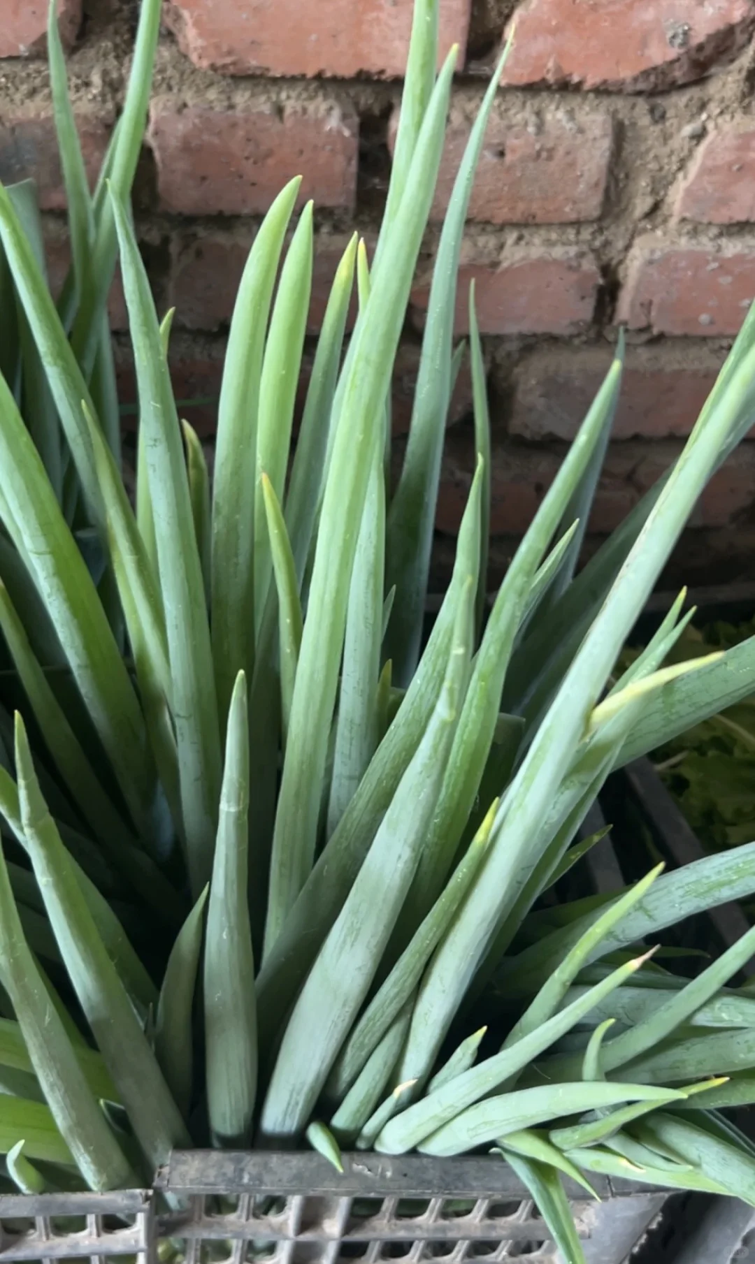 每天10元，给娃吃带泥土味的纯绿色蔬菜