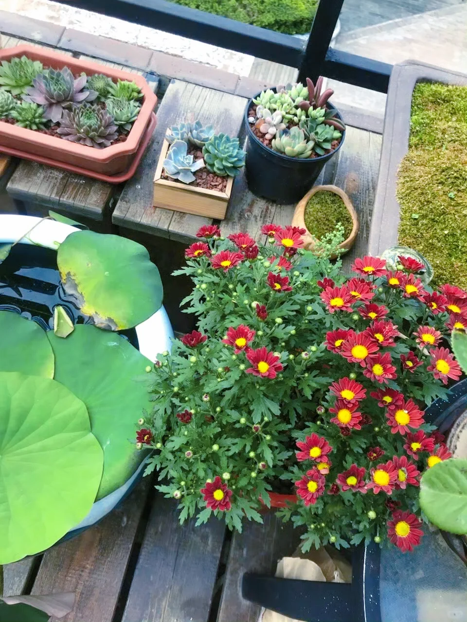 谁懂养花人的快乐?