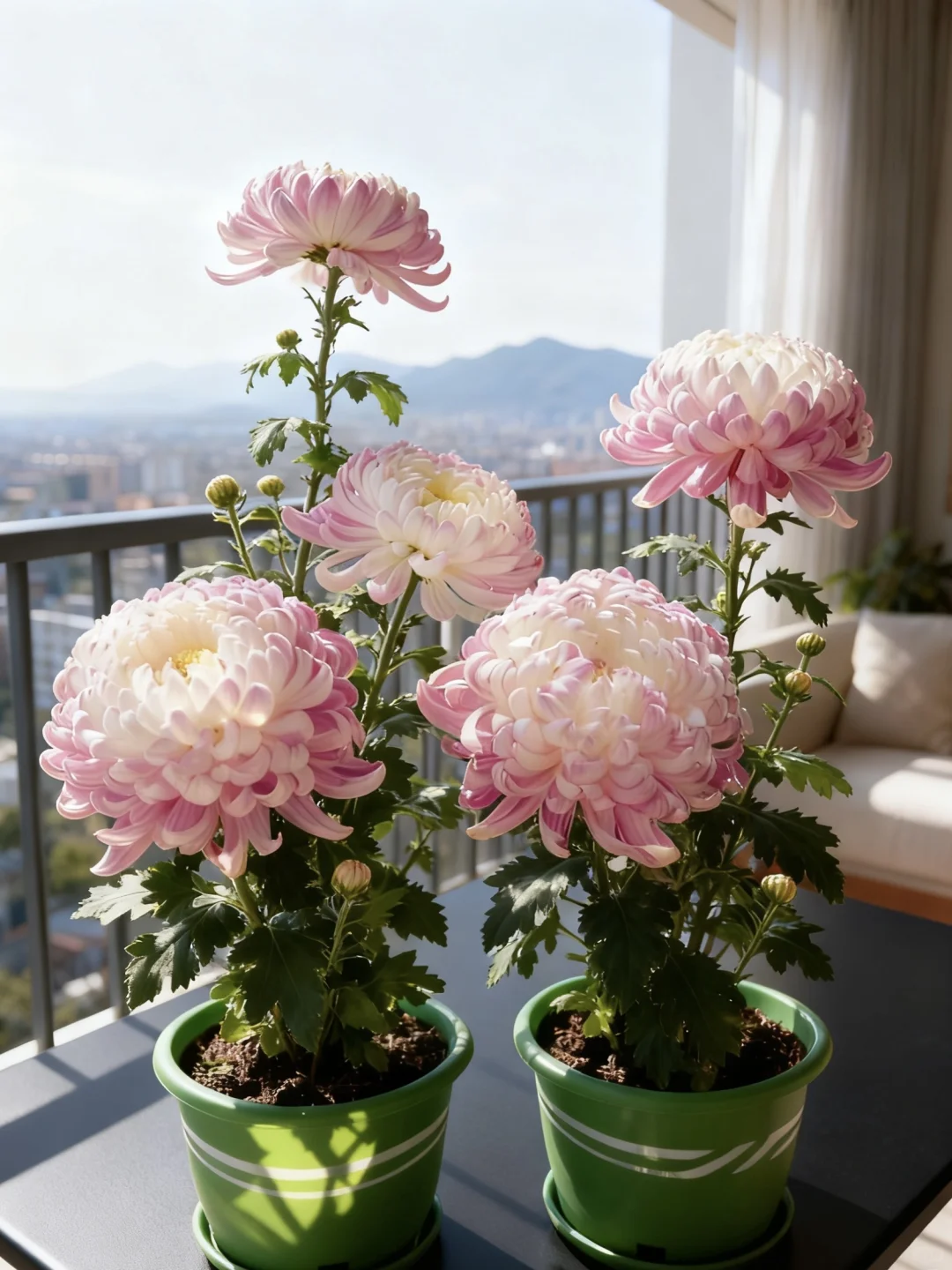 网购菊花大成功！10天爆花惊到我了