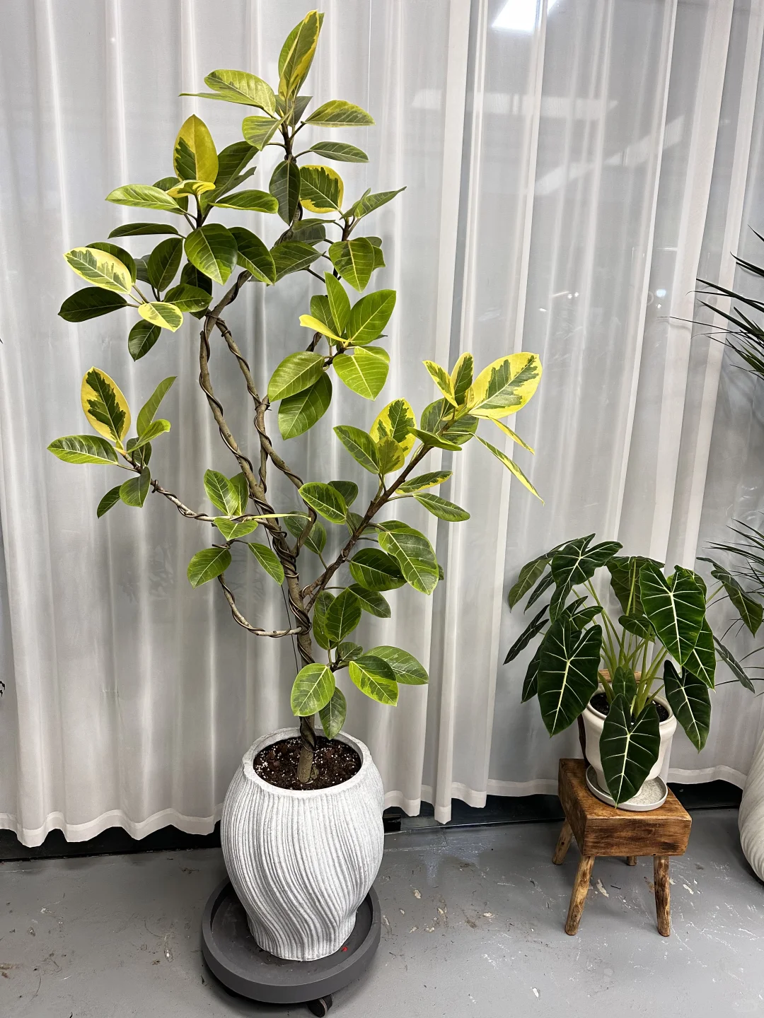 想看看你们的绿植！