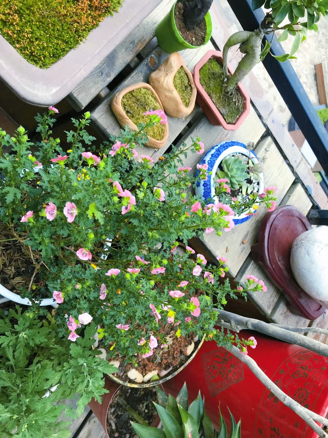 谁懂养花人的快乐?