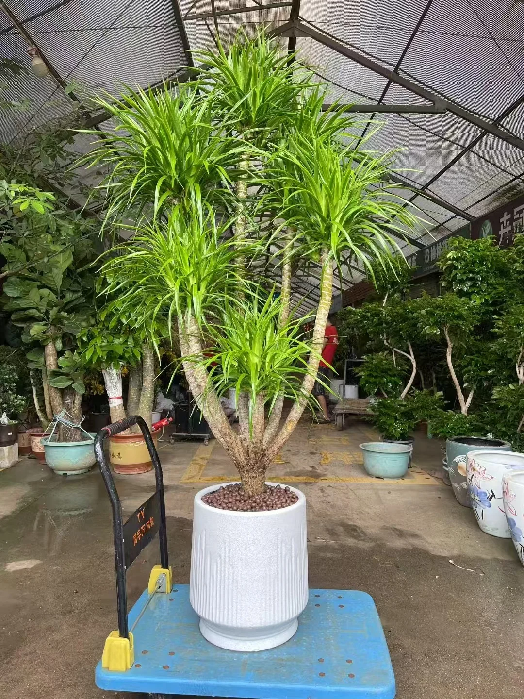 深圳绿植租赁批发，香港?配送