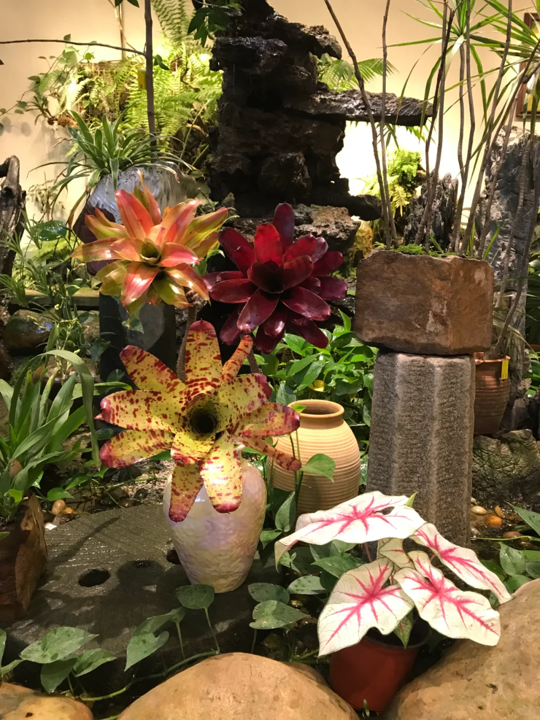 ?新品种草！积水凤梨，客厅C位