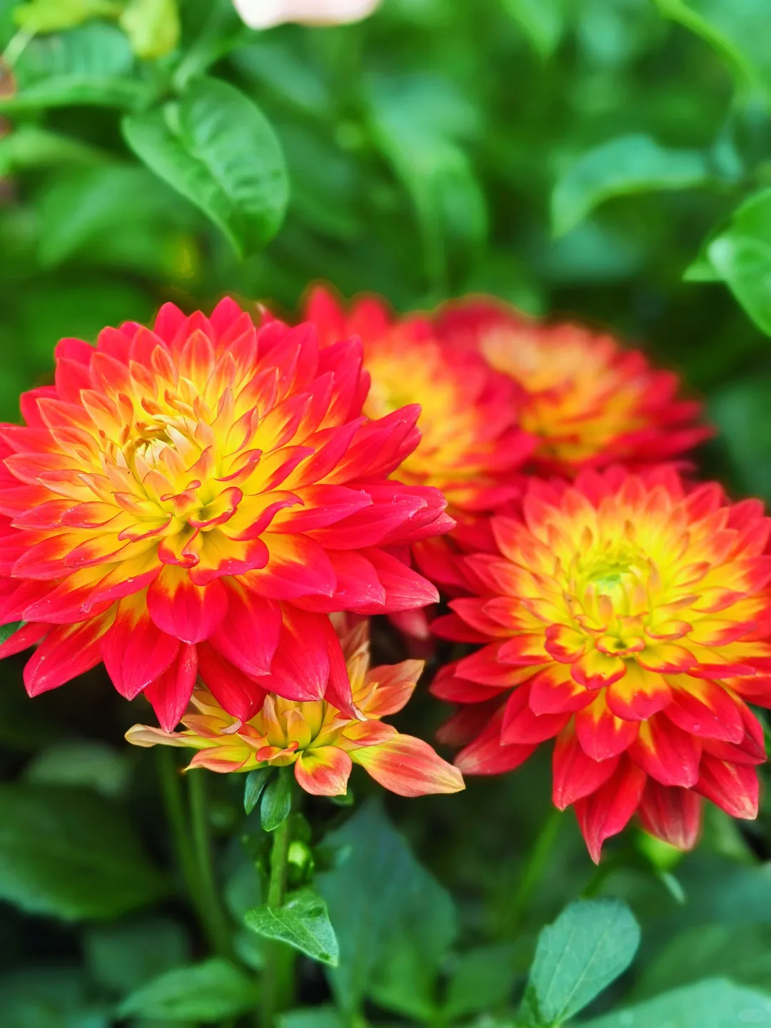 好看的花一定要分享给你（小丽花）