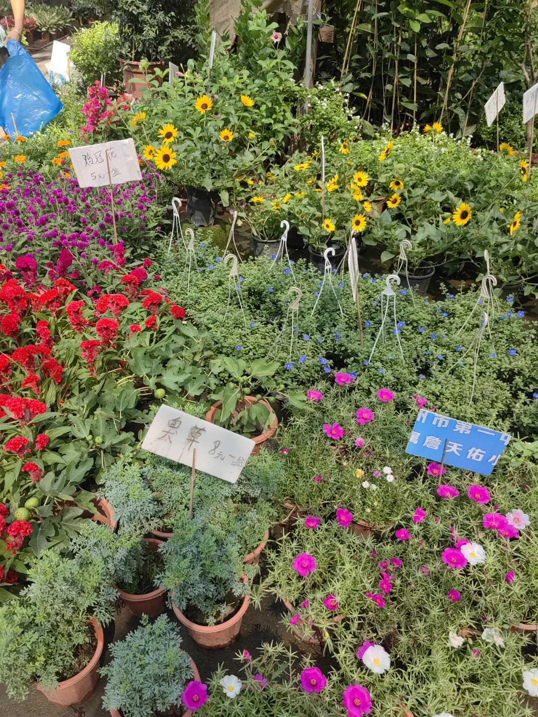 花花品种多了！2025.10.17岭南花卉市场