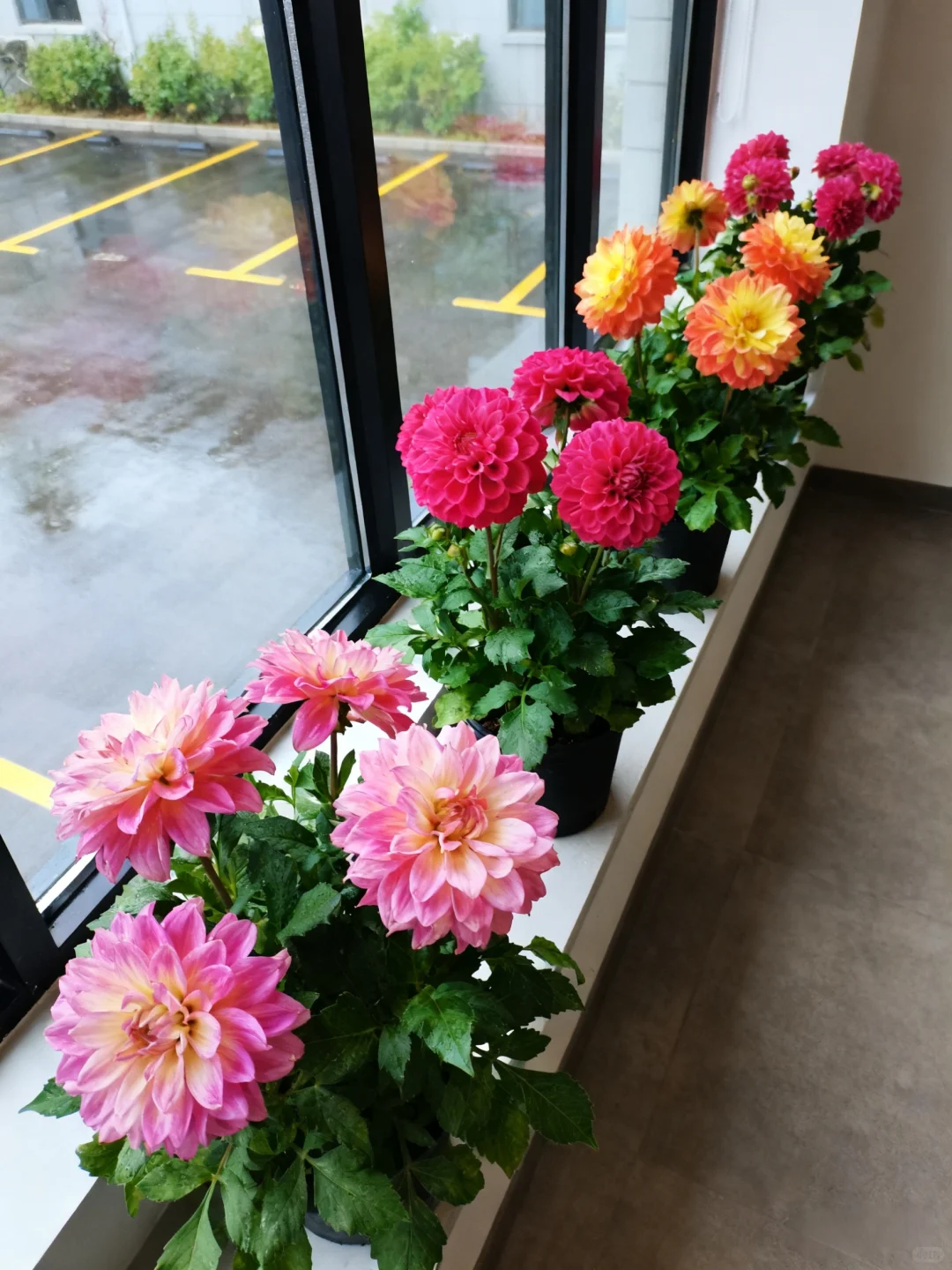 爆花秘诀！大丽花养护看这篇就够