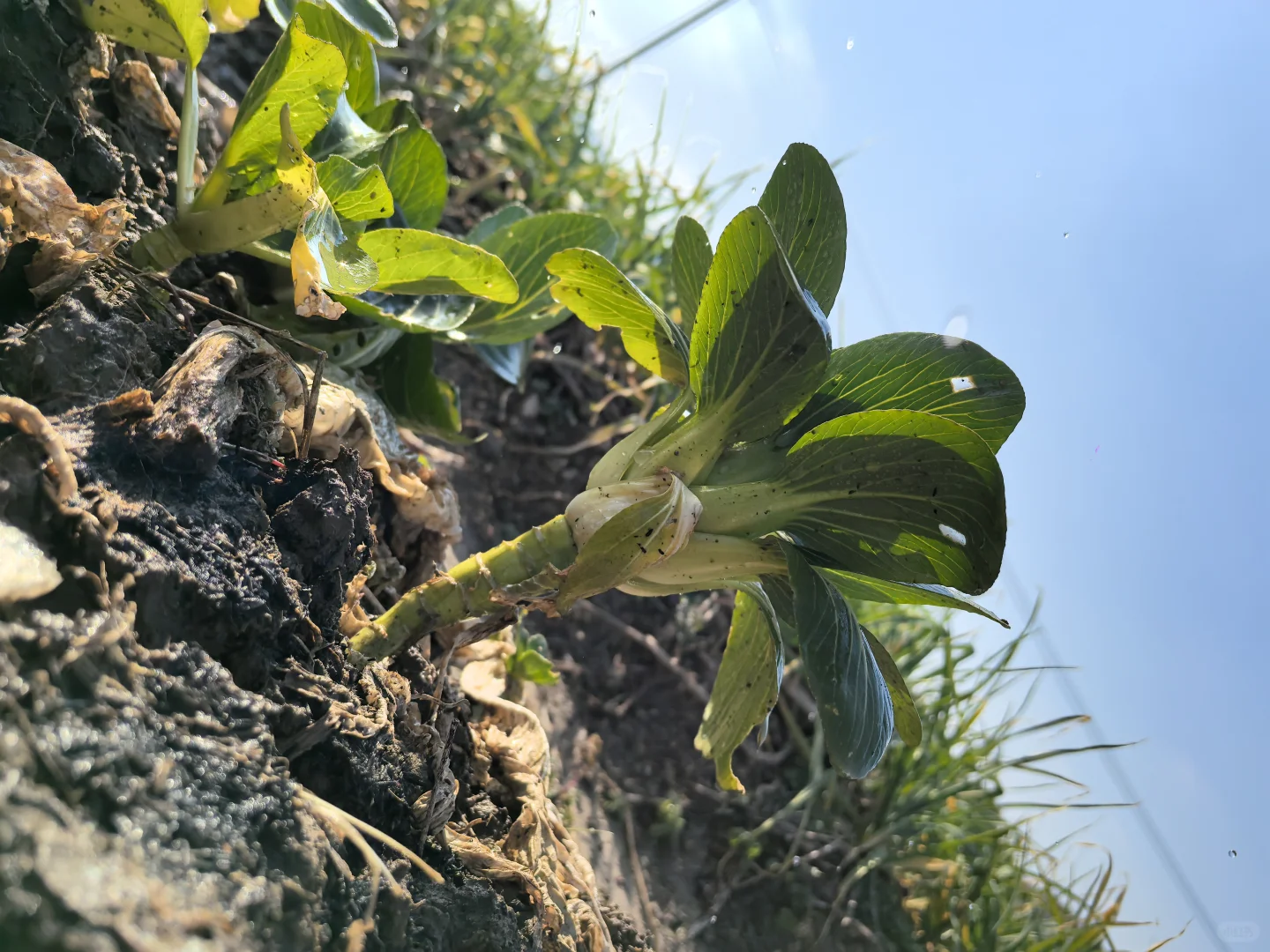 菜地种植的图片随时更新1.2