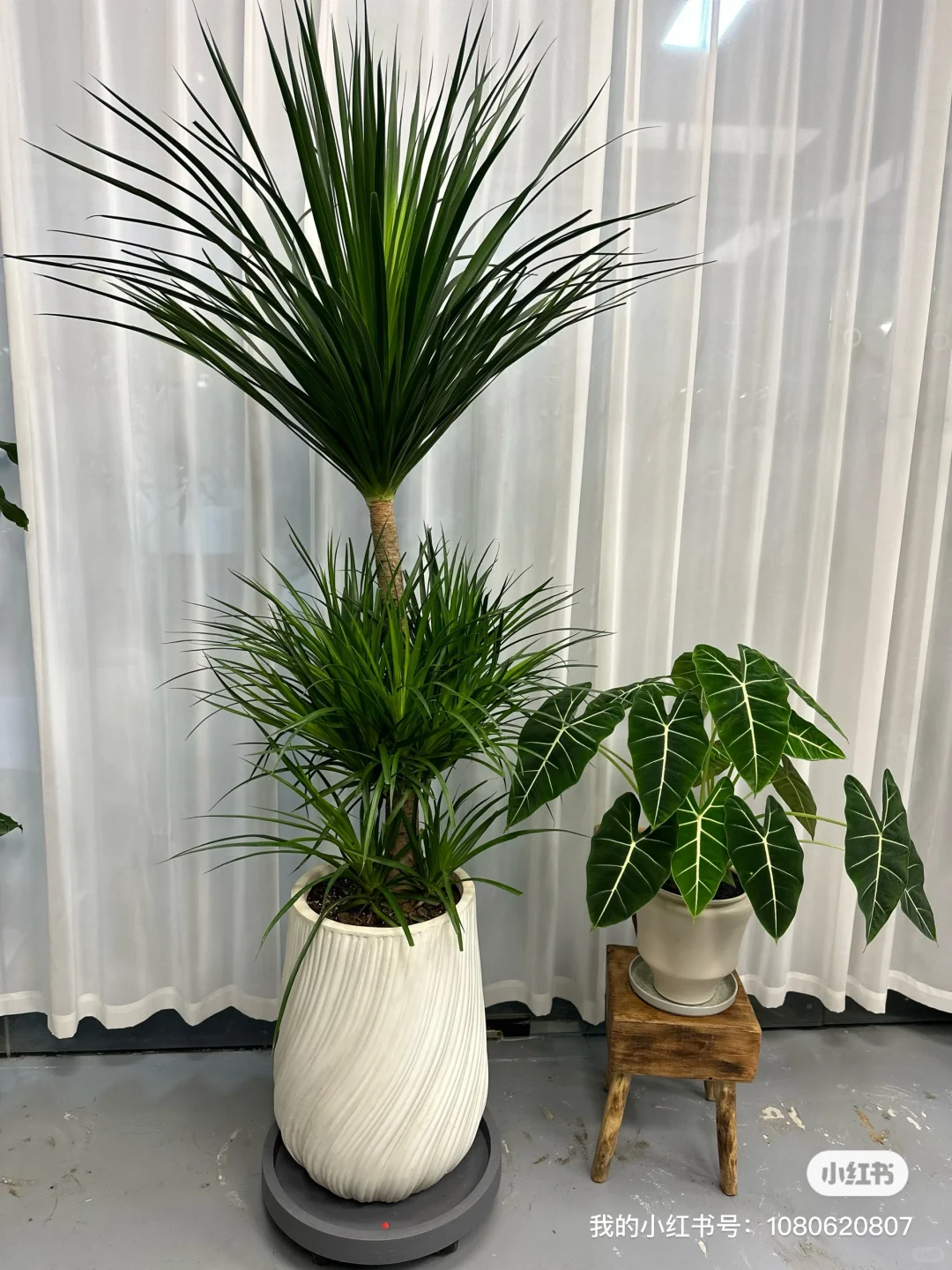 想看看你们的绿植！