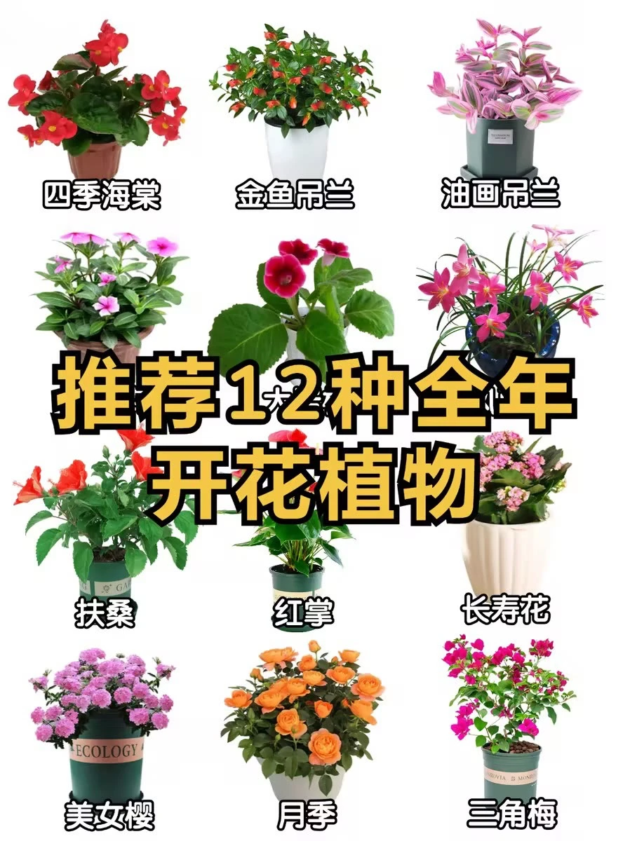 ?12种全年开花植物，懒人来挑战