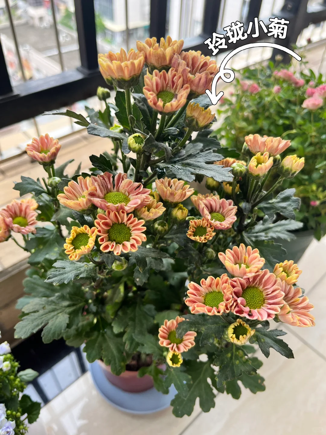 养花小白要开始入坑了