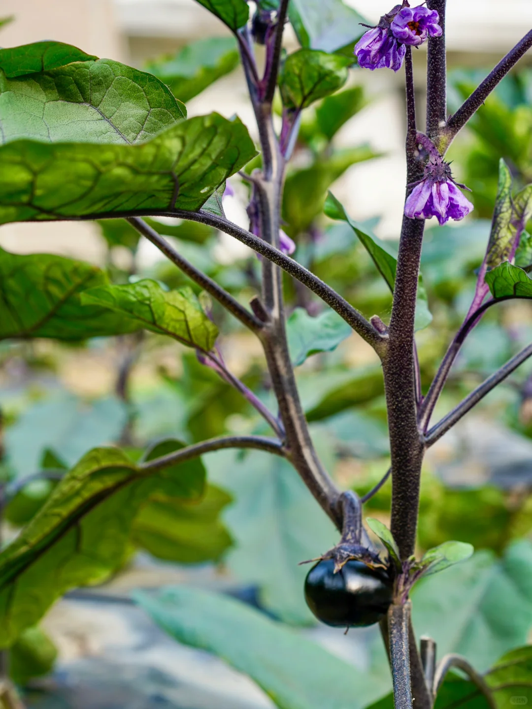田园夏趣?乌村，让夏天的记忆不只有冰淇淋