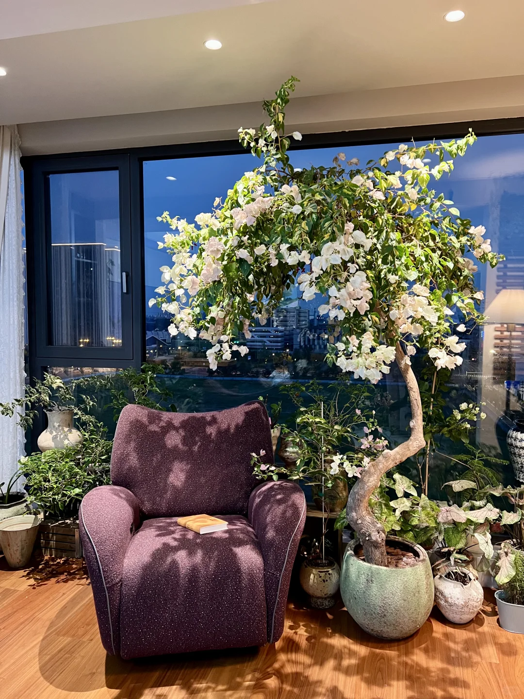 封闭阳台，一棵会开花的树