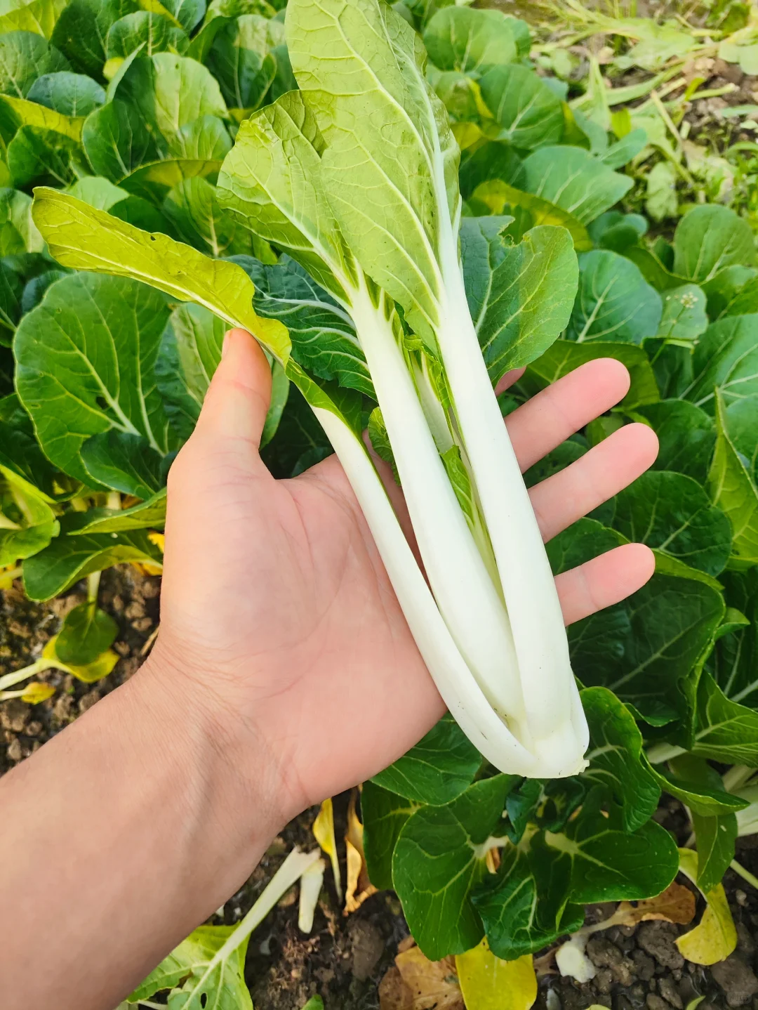 看看?我都种了啥⁉️